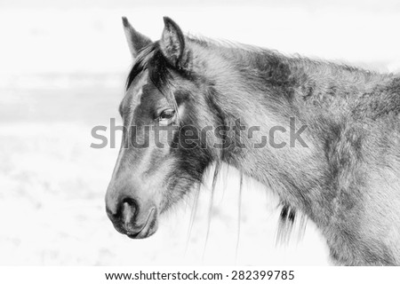 Wild Horse; Black and White Portrait Head shot only