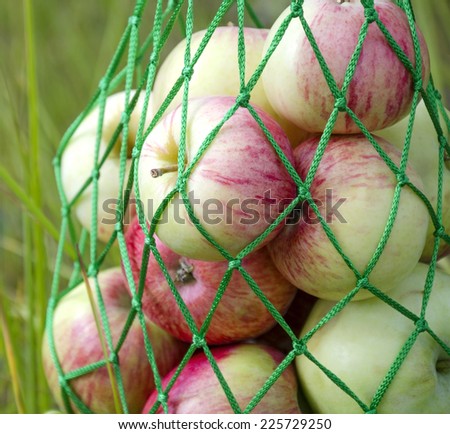 Apples in a string market bag