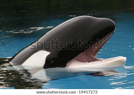 Killer Whale orca, with mouth open looking for food.