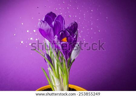 Beautiful purple crocus flowers on a purple background with bokeh