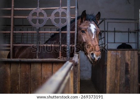 The horse\'s head out from behind the fence at the stables