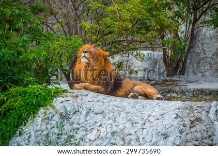 Lion resting in the middle of plants