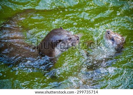 The mammal otter swimming in water played