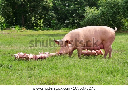 Family of pigs in a green open-air lawn where the puppies are nursing from their mother. concept of biological , animal health , friendship , love of nature . vegan and vegetarian style .
