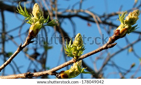 Buds on Tree Branches