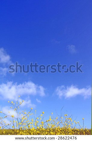 Blue Sky and Flowers