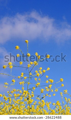 Blue Sky and Flowers