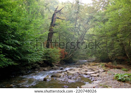 The tree grows on a stone on the bank of the creek in the Carpathians in the old forest