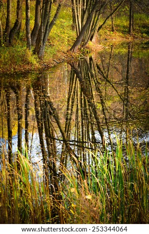 reflection of straight tree trunks in water in  the forest in  spring