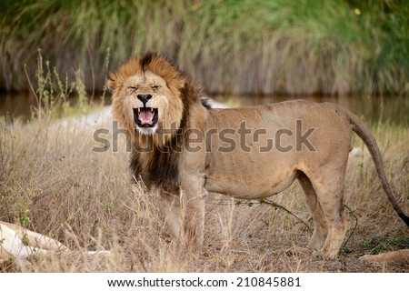 Lion roaring front portrait in the bush - Tanzania, Serengeti