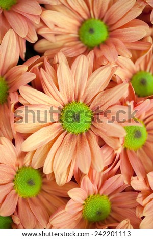 background of orange flowers