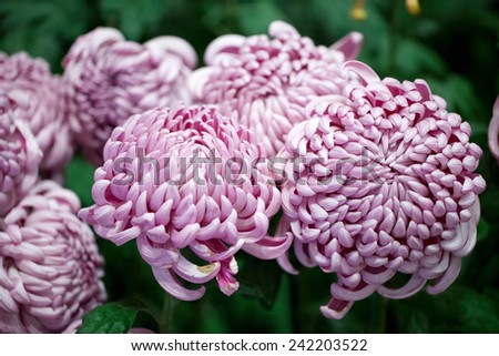 purple chrysanthemum flowers background