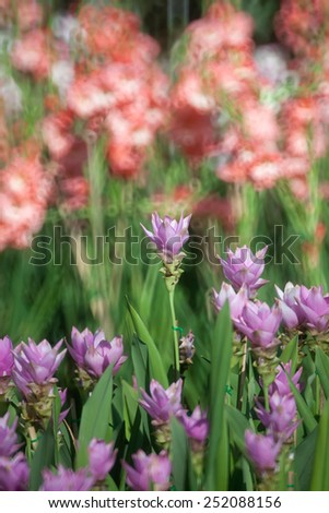 Siam Tulip in the garden