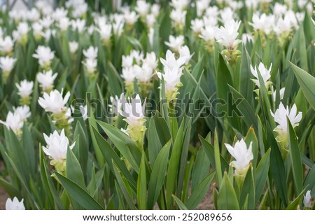 Curcuma alismatifolia, Siam tulip or summer tulip in the garden.