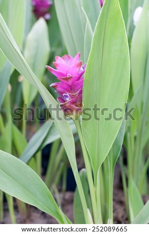 Curcuma alismatifolia, Siam tulip or summer tulip in the garden