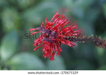 red flower / details of flower