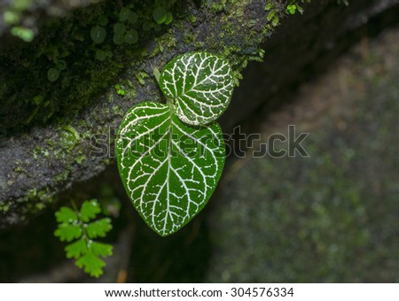 colorful leaf pattern in nature
