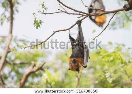 Bat hanging on a tree branch