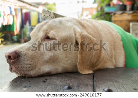dog sleep on location