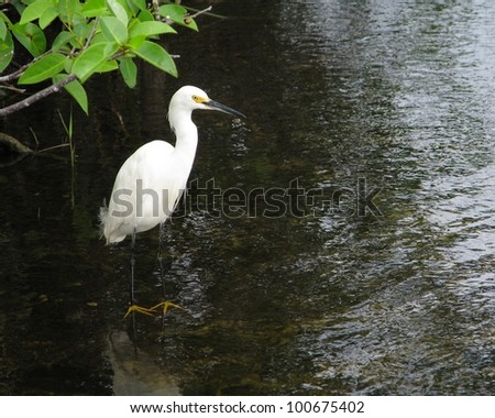 Snowy Egret (Egretta thula) waiting for something to eat in a pond in the Florida Everglades National Park