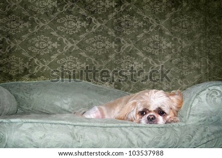 Sad looking Shih Tzu on his dog bed