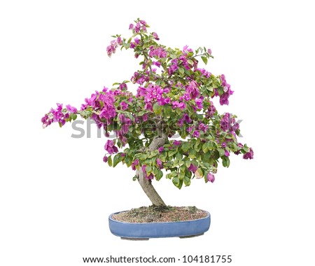 chinese bonsai tree