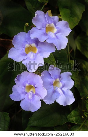 Bengal clock vine or sky flower (Thunbergia Grandiflora). This flower is native to India
