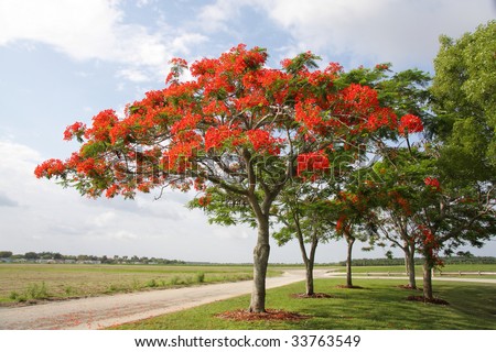 VƯỜN CÂY ĐV II - Page 47 Stock-photo-royal-poinciana-tree-delonix-regia-aka-flame-tree-or-peacock-flower-33763549