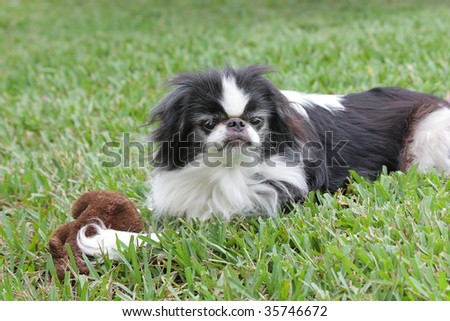 Black and white Japanese Chin relaxing in the grass