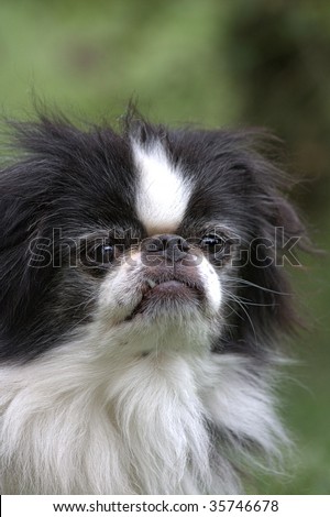 Black and white Japanese Chin relaxing in the grass
