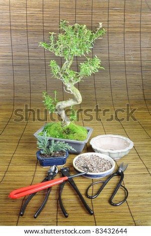 Bonsai tree with tools of the trade