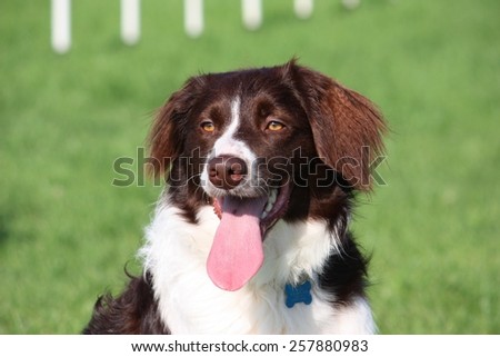 very cute liver and white collie cross springer spaniel pet dog