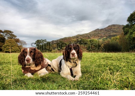 two pretty liver and white working type english springer spaniel pet gundogs