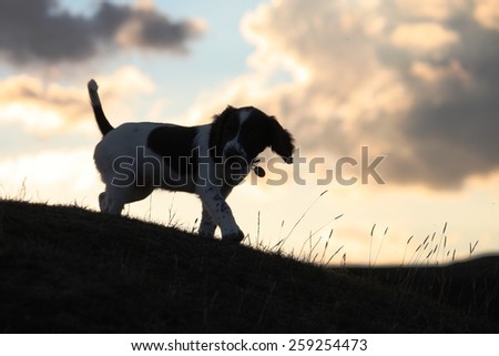 very cute liver and white working type english springer spaniel pet gundog puppy
