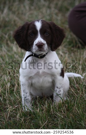 Very cute young liver and white working type english springer spaniel pet gundog puppy