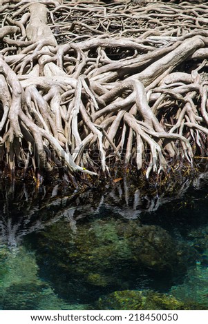 Mangrove root in emerald sea