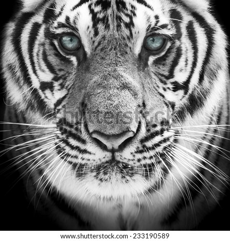 Face of a white bengal tiger, isolated on black background. Mask of the biggest cat.