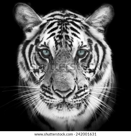 Face of a white bengal tiger, isolated on black background. Mask of the biggest cat. Wild beauty of the most dangerous and mighty beast.