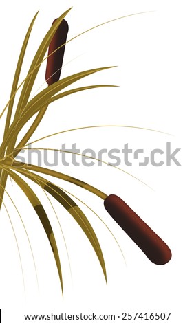 Pond Reed, this is leaves and a stalk of a pond reed, this plant can grow in ponds and rivers.