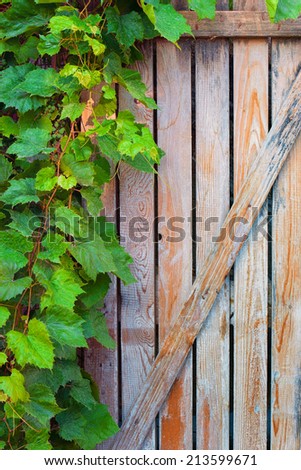 Green vine leaves on an old door