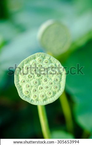 Lotus seed pod on  lotus leaf background.