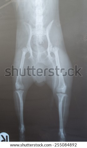 x ray of dog pelvic