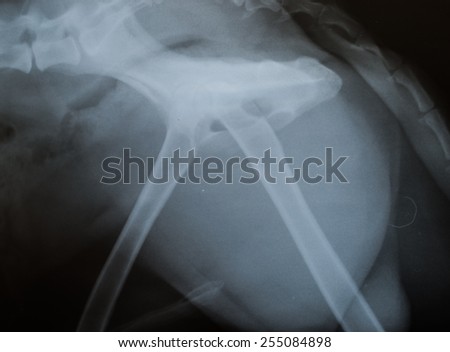 x ray of  dog pelvic,lateral side