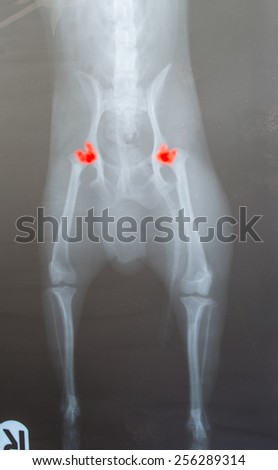 x ray for hip dog