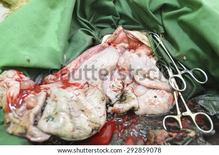 operation of uterus dog cesarean section