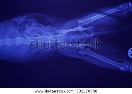 x ray for hip of dog