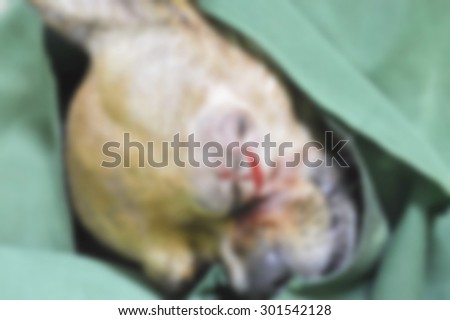 de-focus of dog wound after surgery