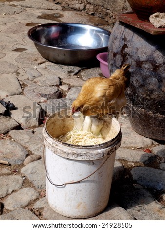A hen jumped on a trash can to  look for food  throw away by kitchen.