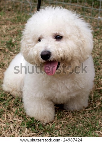 Poodle Puppies on White Cute Poodle Puppy On The Meadow  Stock Photo 24987424