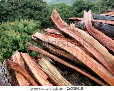 Stack of red firewood cut from litchi trees.